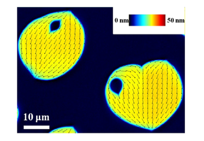 Morphogenesis of Defects and Tactoids during Isotropic–Nematic Phase Transition in Self-Assembled Lyotropic Chromonic Liquid Crystals