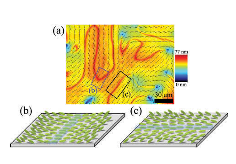Properties of the Broad-Range Nematic Phase of a Laterally Linked H-Shaped Liquid Crystal Dimer