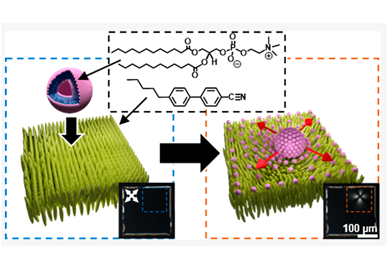 Optical Blinking Triggered by Collisions of Single Supramolecular Assemblies of Amphiphilic Molecules with Interfaces of Liquid Crystals