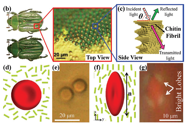 Liquid Crystalline Systems from Nature and Interaction of Living Organisms with Liquid Crystals