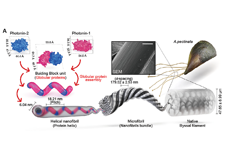 Structurally Colored Sustainable Sea Silk from Atrina pectinata