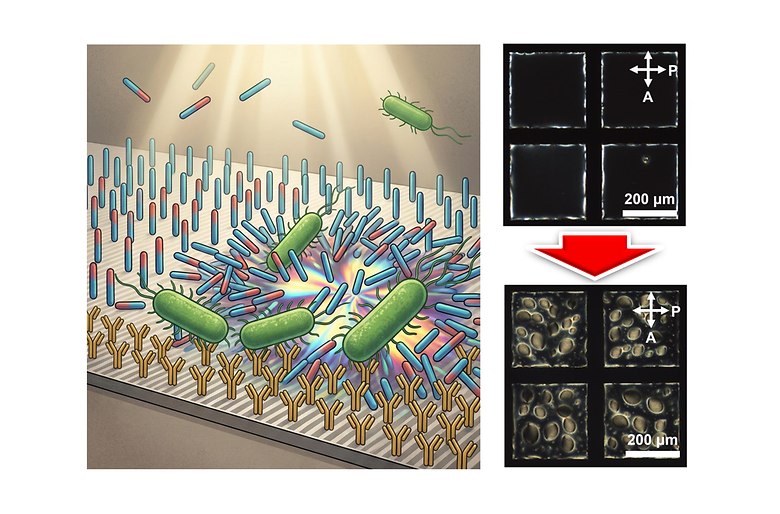 Design of Optical Transducer for Recognition of Biomolecular Interactions between Bacterial Lipopolysaccharides and Amin