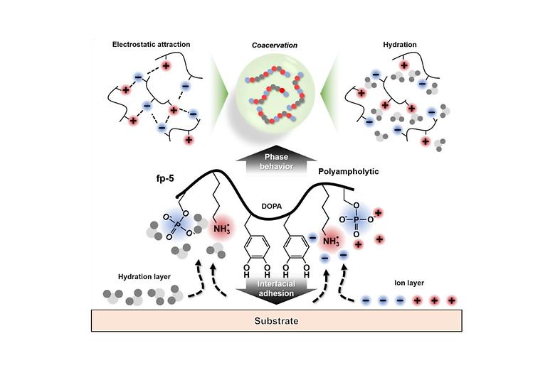 Polyampholytic Charge Patterning of Mussel Adhesive Protein Modulates Phase Separation for Coacervation and Interfacial Adhesion in Ionic Underwater Environments